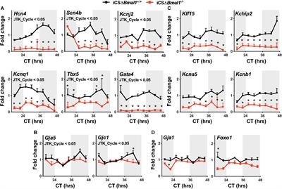 Cardiomyocyte Deletion of Bmal1 Exacerbates QT- and RR-Interval Prolongation in Scn5a+/ΔKPQ Mice